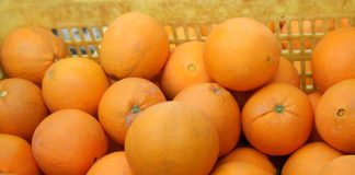 Ya hay primeros precios en origen para las naranjas de Córdoba naranjas de Córdoba