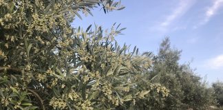 Consejos de autoprotección contra los robos en la campaña olivarera 2024/2025 olivar
