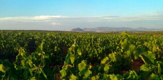 Denuncia la “arbitrariedad e incompetencia” de Agroseguro con las pólizas de la uva pólizas de la uva