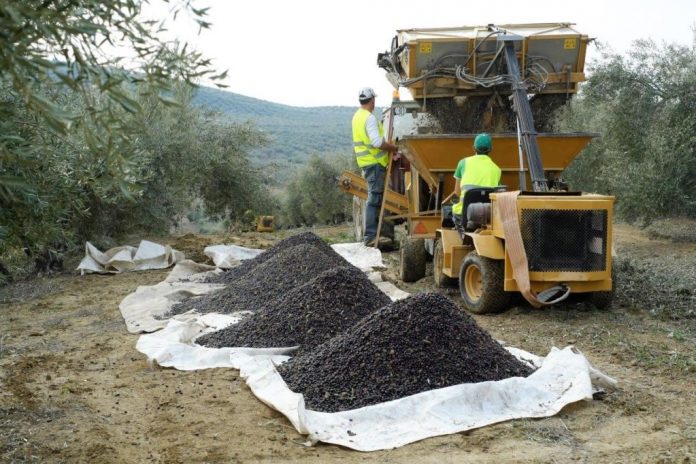 campaña de la aceituna