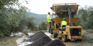 Pide que se permita la contratación de mano de obra extranjera para hacer frente a la próxima campaña de aceituna recolección de aceituna