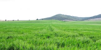 Denuncian que el sector del cereal es inviable “con precios de hace cuarenta años” siembra directa