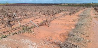 El presidente de los regantes pide en el Senado la construcción de más infraestructuras hidráulicas viñedos DANA