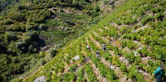 ¿Que DO vitícola reducirá rendimientos y limitará plantaciones en busca de la excelencia? Ribeira Sacra