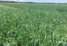 Fijados los importes unitarios provisionales de la campaña 2025 de las ayudas asociadas a superficies de cultivo Proyecto Leguminose