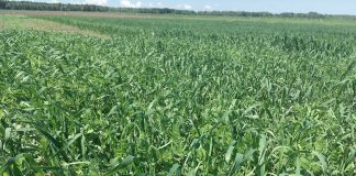 Fijados los importes unitarios provisionales de la campaña 2025 de las ayudas asociadas a superficies de cultivo Proyecto Leguminose