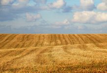 Volatilidad internacional y oferta retenida marcan una semana sin referencias claras en el cereal semillas