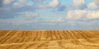 Volatilidad internacional y oferta retenida marcan una semana sin referencias claras en el cereal semillas