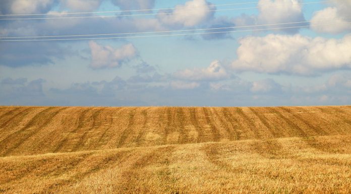 Volatilidad internacional y oferta retenida marcan una semana sin referencias claras en el cereal semillas