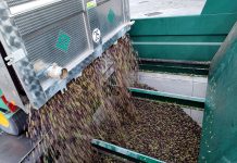 OliveA defiende un precio en origen superior a los 5 euros por kilo de aceituna descarga aceituna