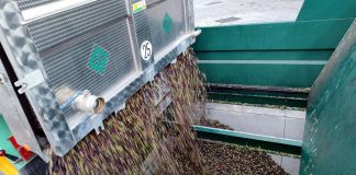 Un importante grupo olivarero manchego cosechará 16 millones de kilos de aceitunas descarga aceituna