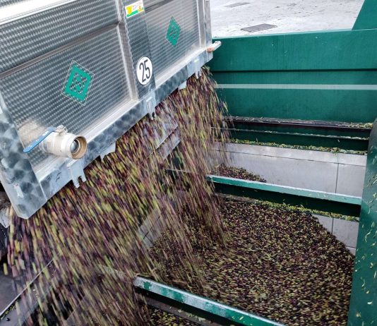 OliveA defiende un precio en origen superior a los 5 euros por kilo de aceituna descarga aceituna