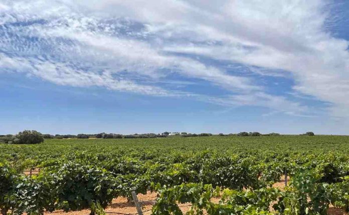 fincas rústicas