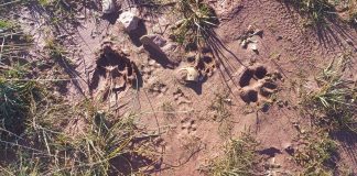 Denuncia la “poca sensibilidad” del Gobierno de Castilla-La Mancha con los ganaderos de la Sierra Norte de Guadalajara huellas lobo