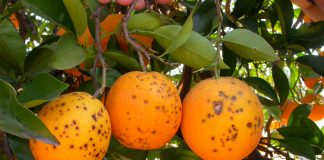 La UE intercepta 26 enfermedades y plagas de cuarentena en cítricos del Mercosur mancha negra