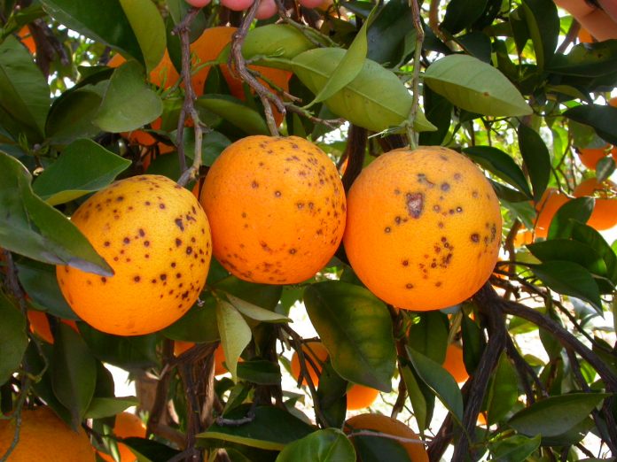mancha negra citricos asaja mancha negra