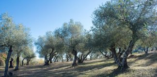 Las estimaciones actuales de campaña de aceite de oliva apuntan a 1,29 millones de toneladas campaña de aceite de oliva