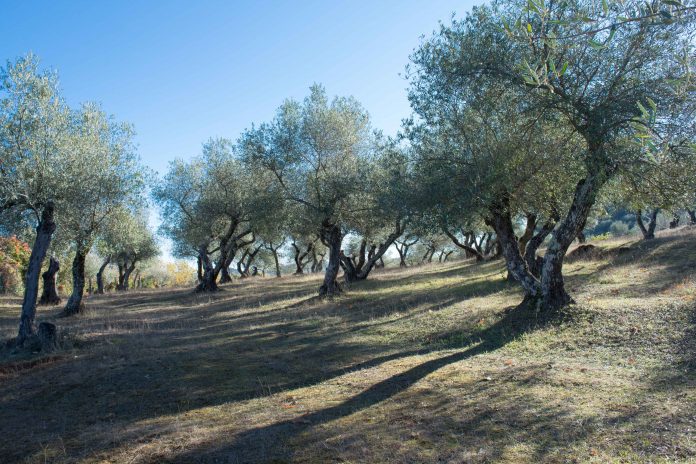 campaña de aceite de oliva