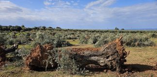 Denuncian la tala de más de 4.000 olivos para poner megaplantas solares en Campiña de Jaén tala de olivos