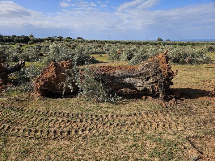 tala de olivos