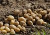 Los precios de las patatas se hunden en origen patatas