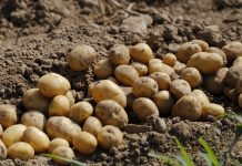 El bajo precio de la patata desanima a los agricultores a su recolección patatas