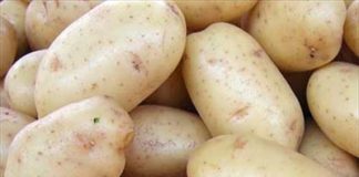 Lamenta que el Ministerio de Agricultura sigue potenciando la importación de patata egipcia patatas