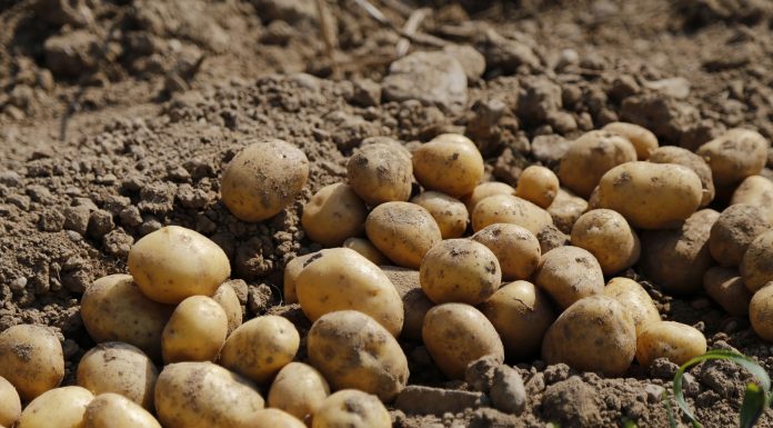 Los precios de las patatas se hunden en origen patatas