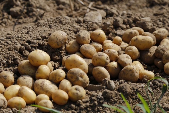 patatas
