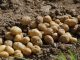 Los precios de las patatas se hunden en origen patatas