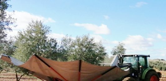 recogida de la aceituna