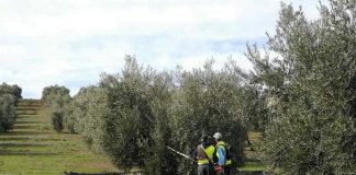 La campaña de aceituna de Castilla-La Mancha aumenta un 34 por ciento, hasta 90.000 toneladas recolección aceituna