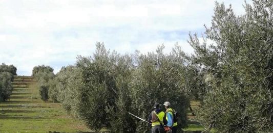 recolección aceituna