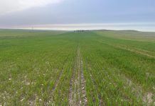 Agricultores de Castilla-La Mancha denuncian reclamaciones de devoluciones de ayudas de la PAC con hasta diez años de retraso siembra de cereales