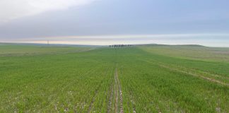 Incertidumbre en la campaña andaluza de siembra de cereales por la falta de lluvias siembra de cereales