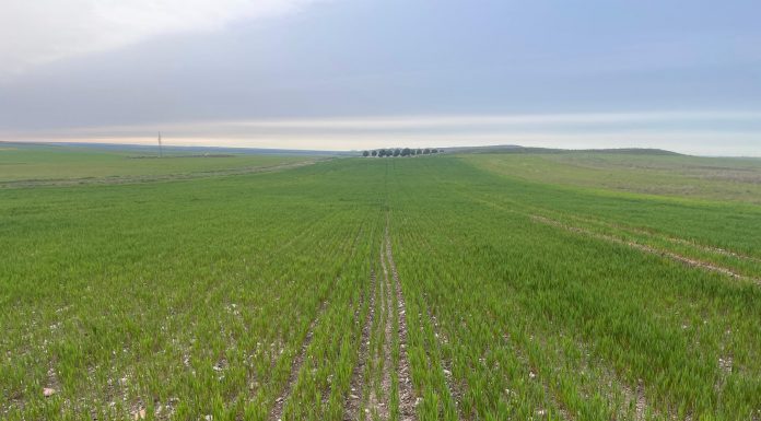 Agricultores de Castilla-La Mancha denuncian reclamaciones de devoluciones de ayudas de la PAC con hasta diez años de retraso siembra de cereales