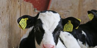 El Gobierno flexibiliza la normativa sobre la identificación de animales ternera