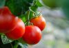 VOX exige suspender el acuerdo agrícola con Marruecos para proteger el tomate español tomate de Marruecos