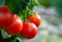 ASAJA denuncia que el nuevo acuerdo UE–Marruecos vulnera el derecho internacional y pone en riesgo la equidad del mercado tomate de Marruecos