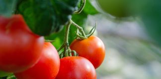 ASAJA denuncia que el nuevo acuerdo UE–Marruecos vulnera el derecho internacional y pone en riesgo la equidad del mercado tomate de Marruecos