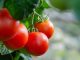 VOX exige suspender el acuerdo agrícola con Marruecos para proteger el tomate español tomate de Marruecos