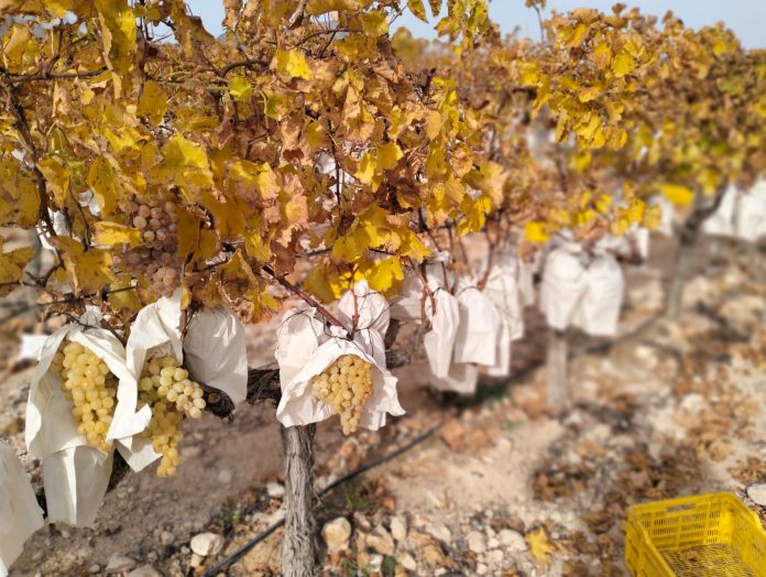 uvas de mesa