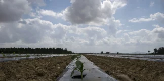 La Confederación Hidrográfica del Guadiana aplicará teledetección para la estimación de consumos de riego riego