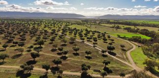 El mejor aceite de oliva del mundo de 2025 sale de un «parque natural» de Ciudad Real Dehesa el Molinillo