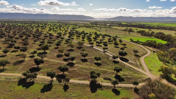 Dehesa el Molinillo