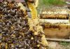 Propone llevar colmenas de abejas a las zonas afectadas por los incendios colmenas