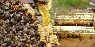 Castilla-La Mancha destina 16,4 millones de euros a ayudas para apicultura colmenas