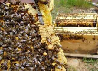 Propone llevar colmenas de abejas a las zonas afectadas por los incendios colmenas