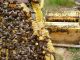 Propone llevar colmenas de abejas a las zonas afectadas por los incendios colmenas
