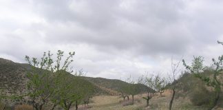 Solicitará un plan de restructuración en profundidad para el almendro almendros